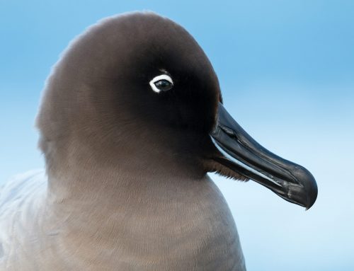 Presentación de los albatros y petreles de la isla Marion afectados por los ratones y sus fotógrafos: el albatros de manto claro por John Dickens