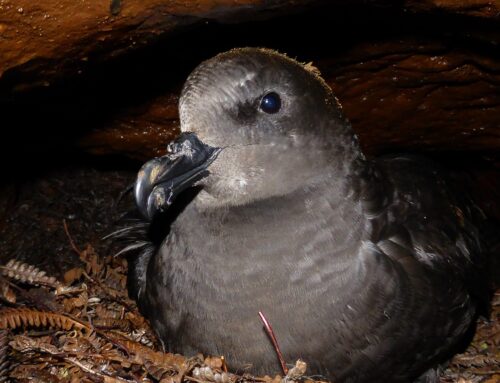 Featuring Marion Island’s albatrosses and petrels affected by mice: the Great-winged Petrel by Stefan Schoombie
