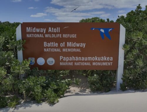 Le projet de protection des oiseaux marins de Midway doit éradiquer l’année prochaine les souris domestiques envahissantes de l’atoll.