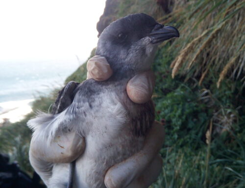 Common Diving Petrels return to Marion Island after the eradication of feral cats, but are presumed to be at risk from House Mice