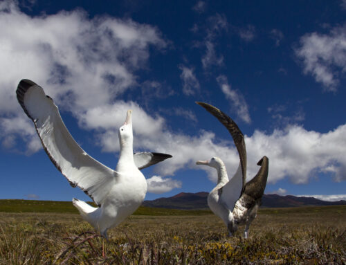 Saving Marion Island’s Seabirds. The Mouse-Free Marion Project is hiring