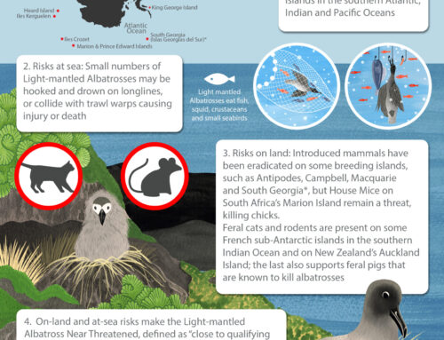BirdLife South Africa sponsors an infographic for the Light-mantled Albatross on behalf of the Mouse-Free Marion Project