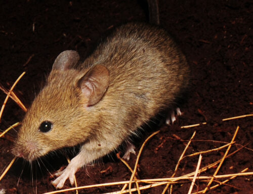 Los ratones domésticos de Marion Island: investigación biológica de 1975 a 1995