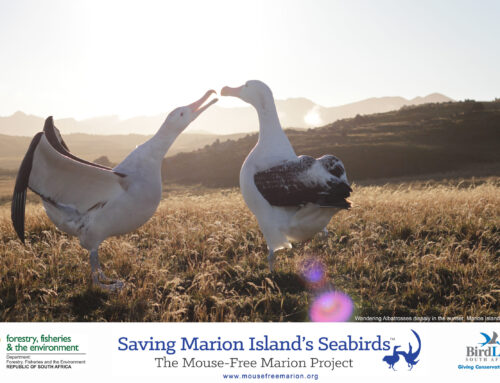 Südafrikanische Oppenheimer-Konferenz über die Rettung der Seevögel auf Marion Island – das weltweit wichtigste Vogelschutzprojekt