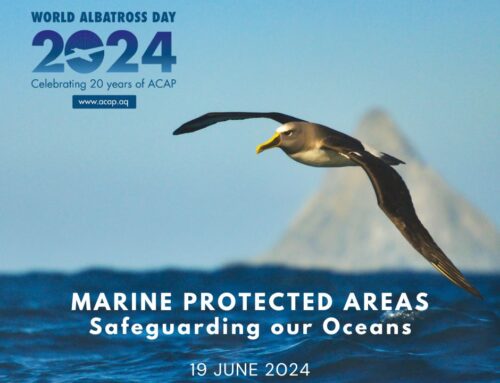 « Zones marines protégées – Sauvegarde de nos océans ». L’accord sur les albatros et les pétrels annonce son thème pour la Journée mondiale de l’albatros 2024.