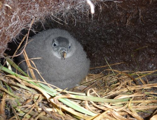 Die Erholung der Sturmvögel auf der Macquarie-Insel nach der Ausrottung ist ein guter Vorbote für die Marion-Insel