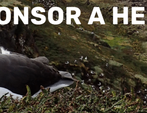 It is a great pleasure to thank all our Sponsor a Hectare supporters and list them on the Mouse-Free Marion Honour Roll