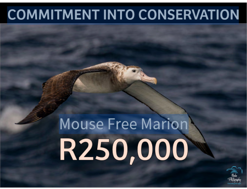 BirdLife eThekwini KZN increases its support of the Mouse-Free Marion Project to a quarter of a million Rands