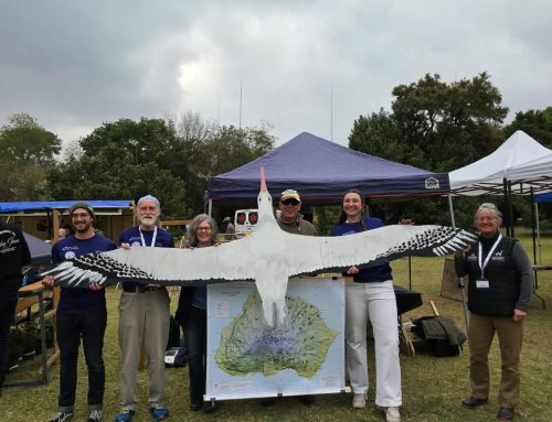 “Walbie” spreads his wings at the South African Bird Fair